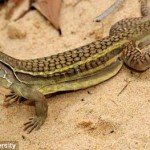 lizard